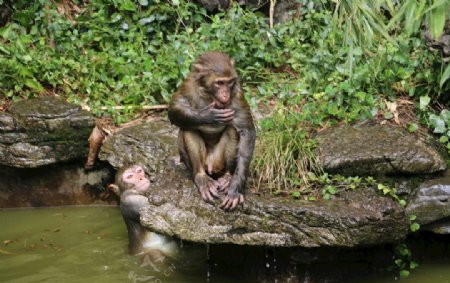 猴子戏水