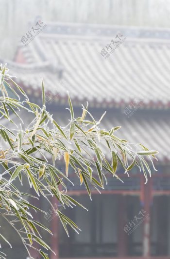 雪后