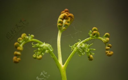 林间的蕨菜摄影美图