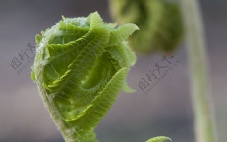 林间的蕨菜摄影美图