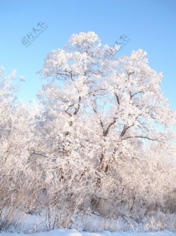 冬日里冰封的树木