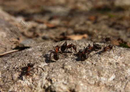 勤劳的小蚂蚁