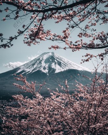 樱花富士山