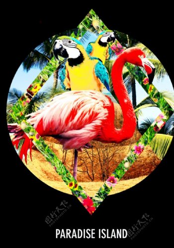 火烈鸟鹦鹉摄影剪切潮流艺术海报