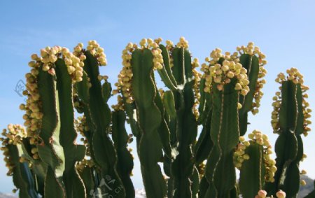 仙人掌仙人掌花