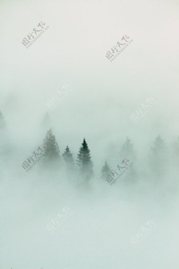 森林中的云雾