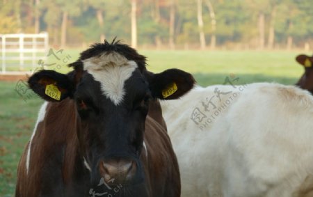 奶牛场里面的奶牛