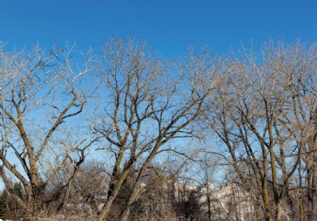 树天空性质景观冬天