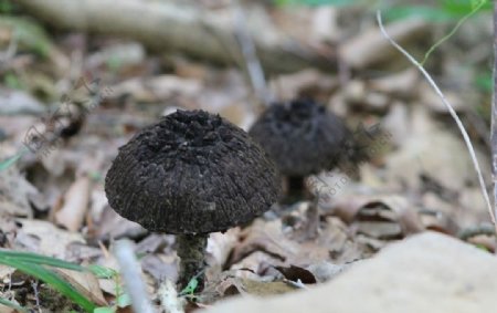 蘑菇菌类黑自然毒菌