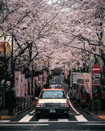 樱花盛开下的出租车