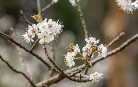 春天气息的樱花