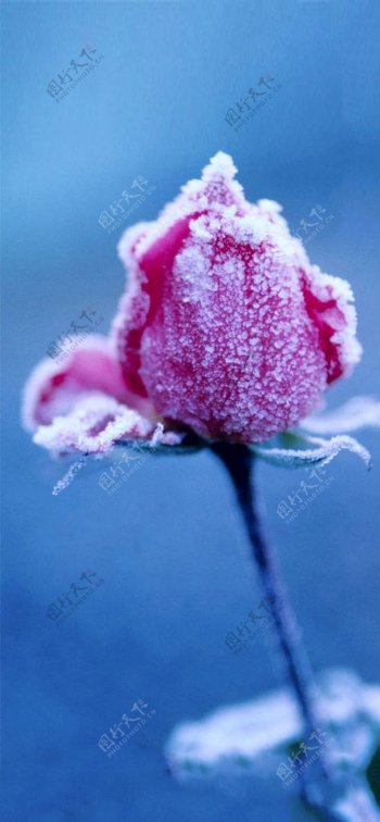 寒冷的玫瑰花