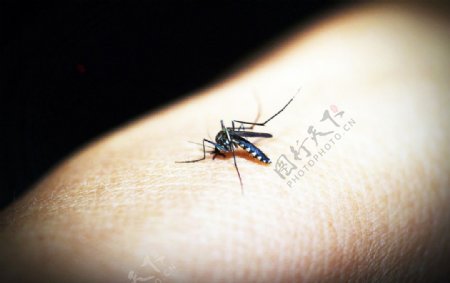蚊子