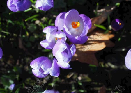 藏红花春天性质草地开花