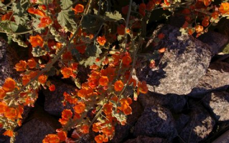 亚利桑那州岩鲜花自然