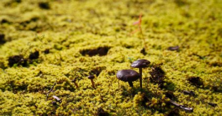 自然蘑菇绿色春家庭