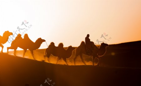 黄沙骆驼