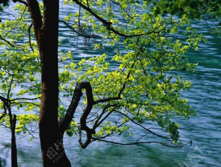 河水上的树木