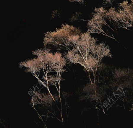 黑夜中的树木