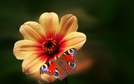 漂亮的蝴蝶