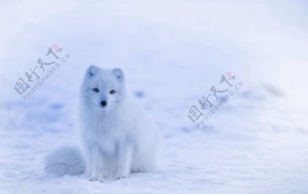 雪地里的白色狐狸