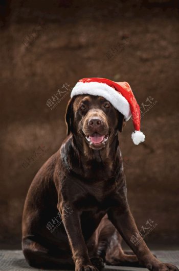 黑色戴圣诞帽子的狗狗