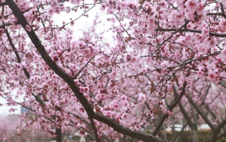 景观桃树