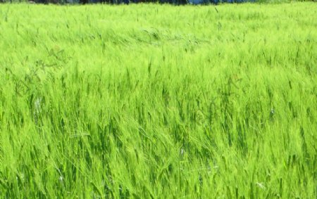 小麦绿色自然植物