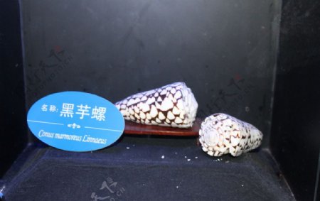 黑芋螺