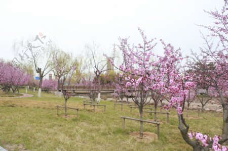 春天桃树