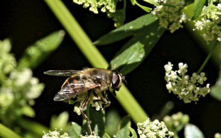 蜜蜂授粉