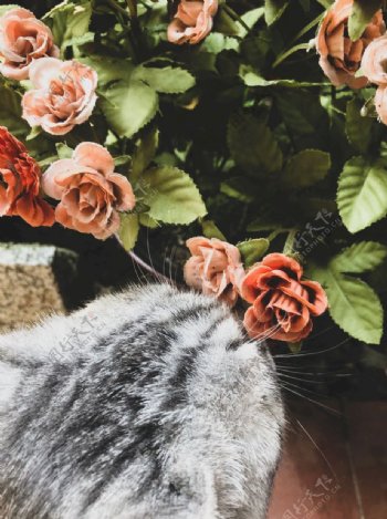 猫嗅鲜花摄影图