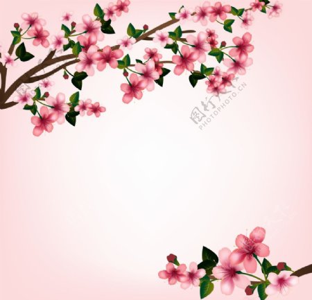 樱花壁纸