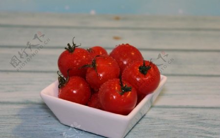 番茄棚拍白底特写西红柿