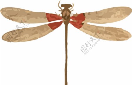 竹蜻蜓昆虫插画