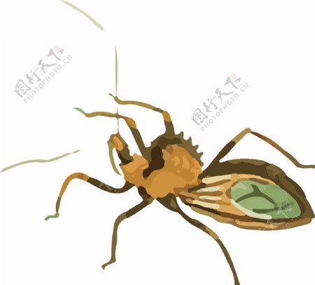 昆虫插画