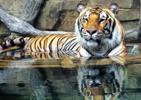 一只在水中玩耍的老虎