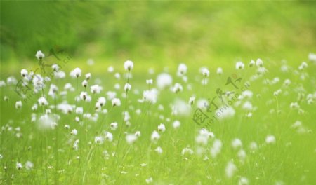 绿色草丛中的小白花