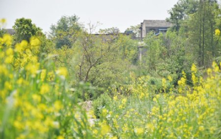 油菜花蜜蜂采蜜