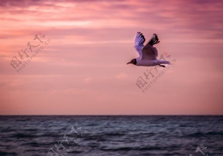 辽阔海面上翱翔的海鸥摄影