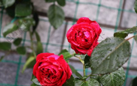 月季玫瑰红龙开花