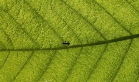 蚂蚁与树叶