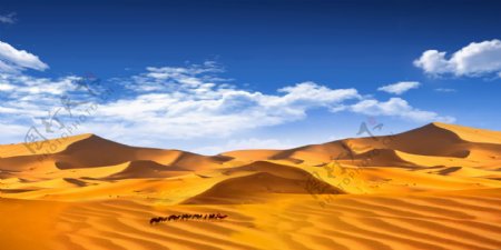 沙漠蓝天白云骆驼