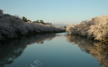 河边樱花树