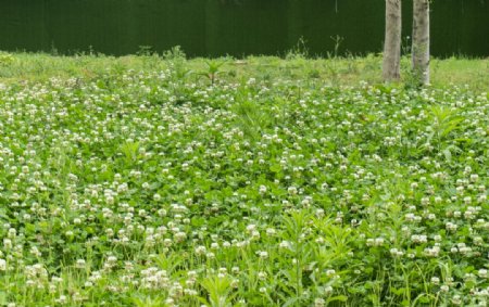 绿草白色小米花
