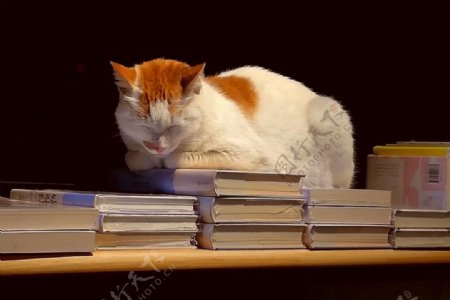 猫咪与书