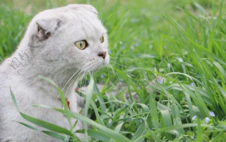 草丛的小猫咪