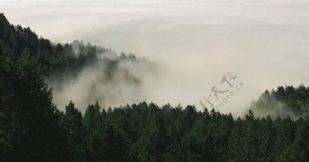 雾气弥漫的山林
