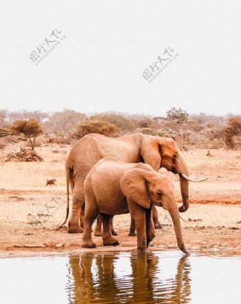 大象小象在一起