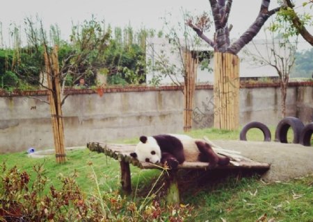 趴着睡觉的熊猫